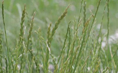 Conheça uma das plantas daninhas mais agressivas do mundo